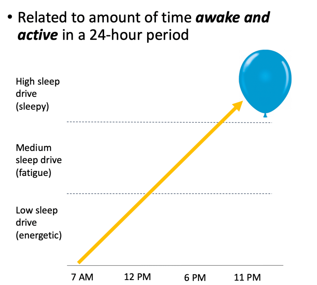 Model showing how sleep drive builds up throughout the day and can be reduced. 