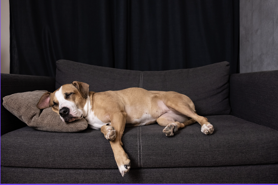 Dog lying on the couch